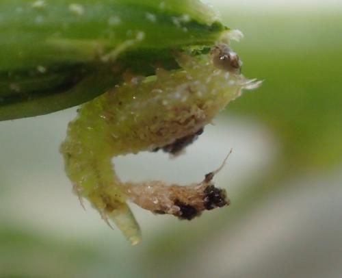 Réf. 235 419 : Cassida nebulosa
